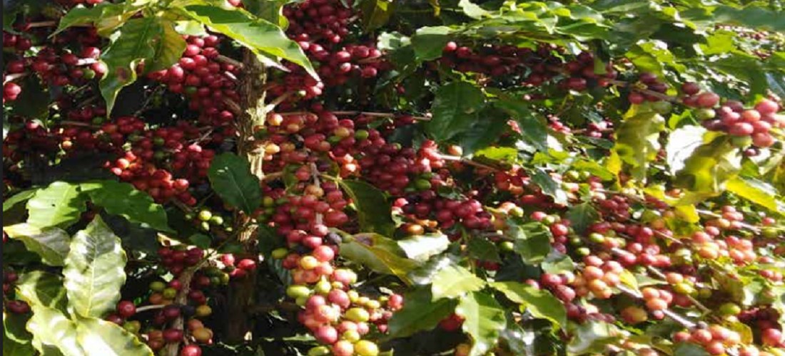 Larger Supplies from Brazil Pressure Coffee Prices